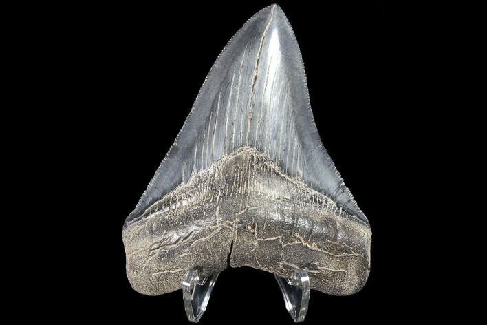 Serrated, Fossil Megalodon Tooth - Bluish Enamel #87093